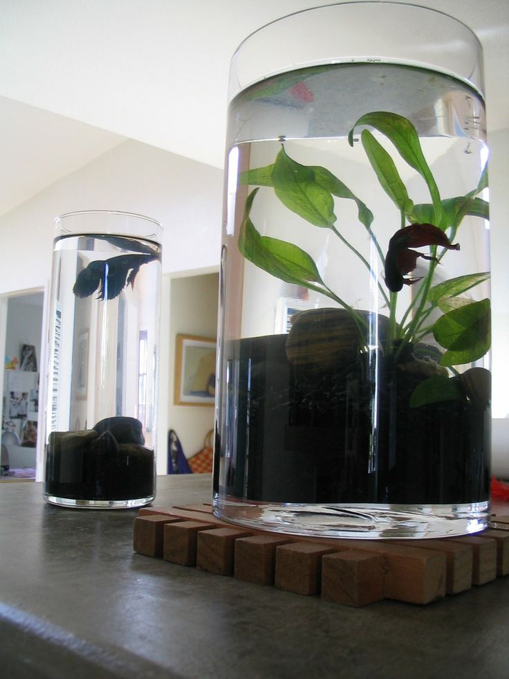 Office Fish Tanks Office Fish Tanks