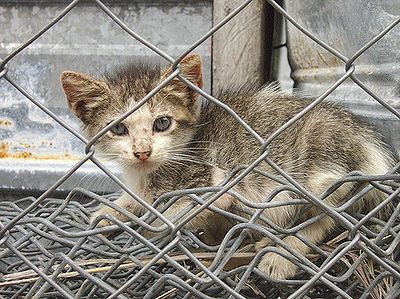 Natural Remedy For Ibs In Cats Natural Remedy For Ibs In Cats