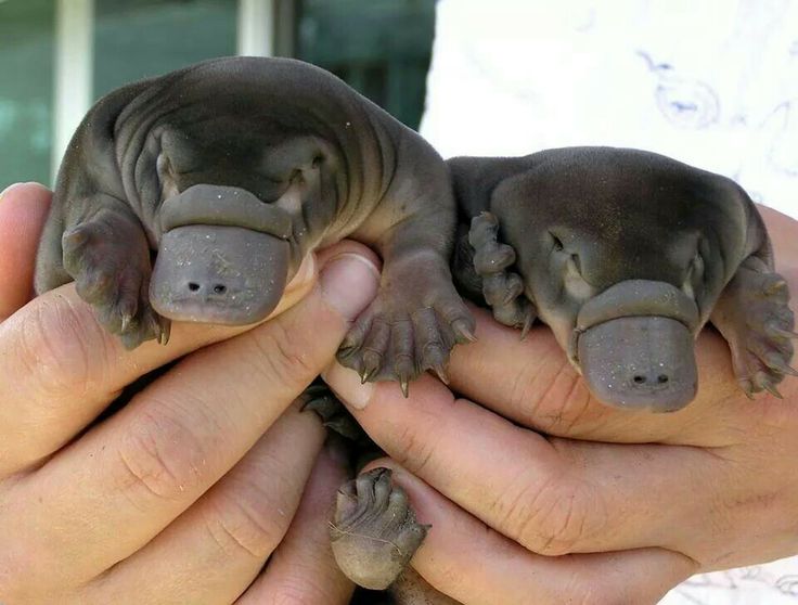 baby platypus name baby platypus name