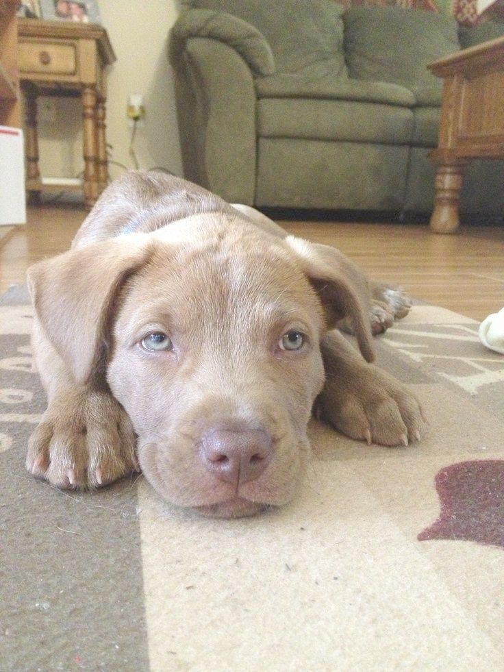 Ahh Pitbull Mix Puppy Los Angeles Labradorpuppylosangeles