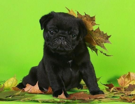 Facts On The Playful French Bulldog Puppies And Kids