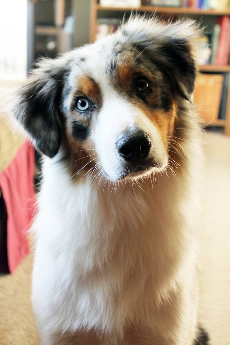 australian shepherd jack russell terrier 30 best australian shepherd images on pinterest aussies animals australian shepherd jack russell terrier 30 best australian shepherd images on pinterest aussies animals