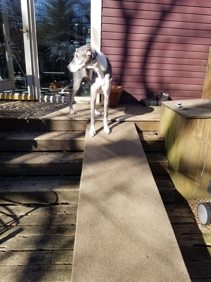 Our Experience With Great Danes And Wobbler Syndrome 8211 The