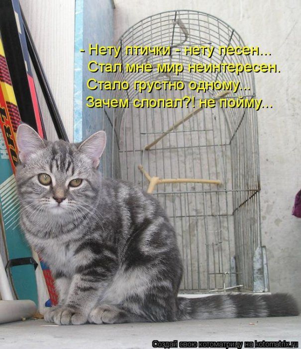 Смешные картинки с надписями до слез котята, открытка