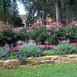 Flower Garden Ideas Texas 34 best texas landscaping ideas images on pinterest | gardening Flower Garden Ideas Texas 34 best texas landscaping ideas images on pinterest | gardening