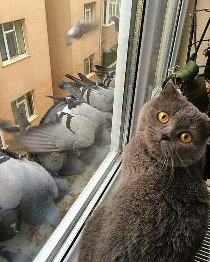 57 most funny pictures to make your day ヌコ pinterest funny