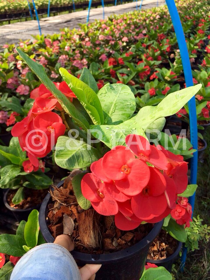 125 best euphorbia milii flowering size flowers images on perfect size flower
