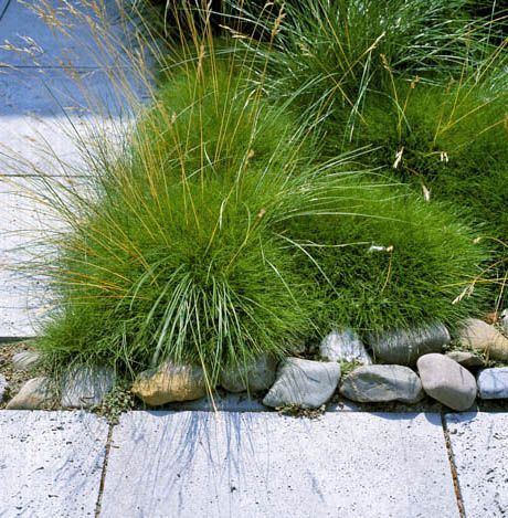 9 best Projekt Schachbrettweg images on Pinterest Ground cover - gartenpflanzen winterhart immergrun 9 best Projekt Schachbrettweg images on Pinterest Ground cover - gartenpflanzen winterhart immergrun