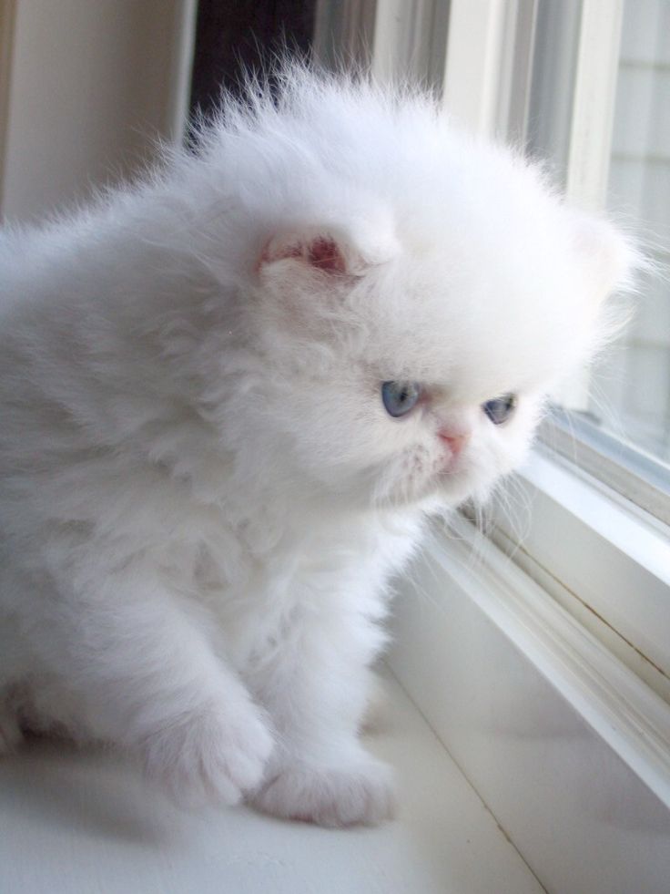435 best flat face puddy tat so cute images on pinterest kitty 9d14b7516652d788a7b3d178a1dad5bd white fluffy kittens white persian kittens 435 best flat face puddy tat so cute images on pinterest kitty