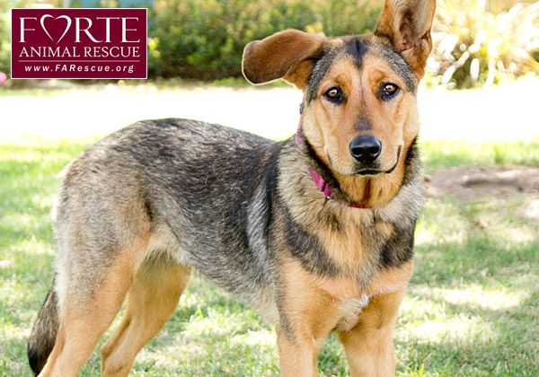 Dog Adoption Events Los Angeles Saturday Dog Adoption Events Los Angeles Saturday