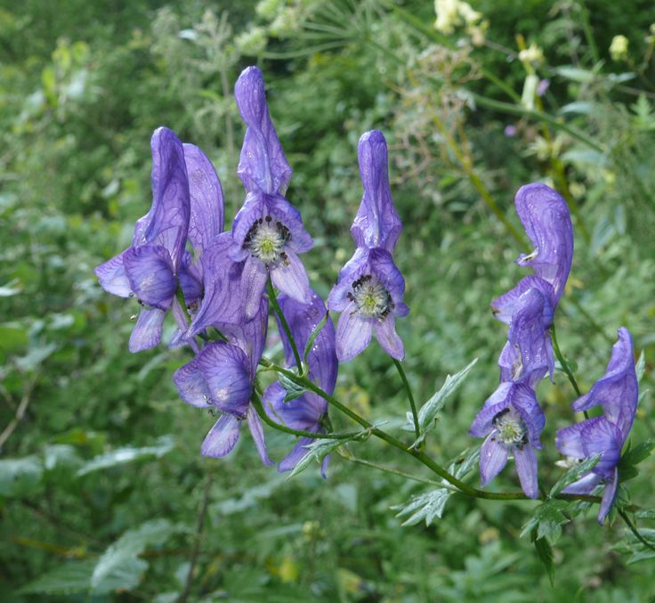 wolfsbane upgrades wolfsbane upgrades