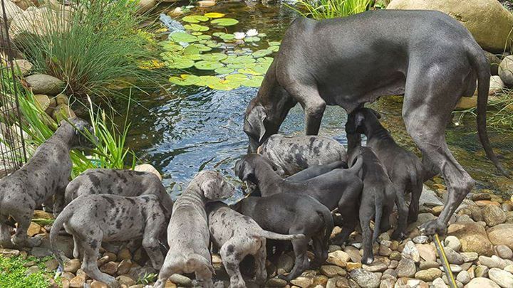 Lucy Is A Young Great Dane With Stunning Blond Merle Coloring
