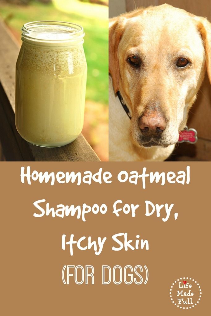 Natural Remedies For Dog S Dry Itchy Skin Natural Remedies For Dog S Dry Itchy Skin