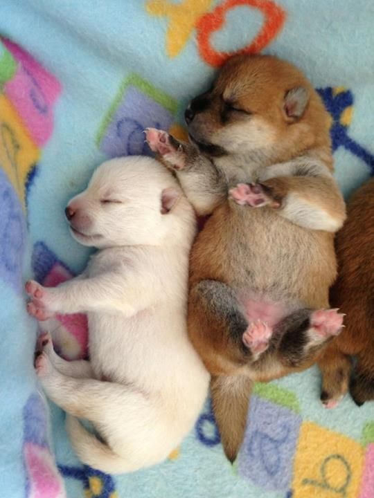 baby pomeranian for free best 25 baby dogs ideas on baby dogs baby puppies and dogs and puppies baby pomeranian for free best 25 baby dogs ideas on baby dogs baby puppies and dogs and puppies