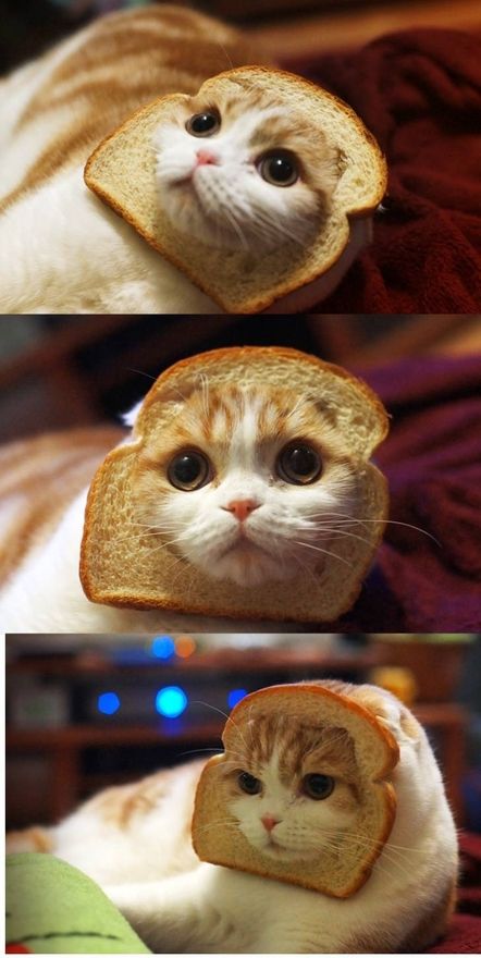 179 best soooo cute images on pinterest kitty cats fluffy pets funny pictures about bread cat oh and cool pics about bread cat also bread cat photos