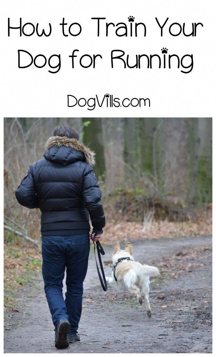 Read These Help Guide And Techniques For Dog Training Tips