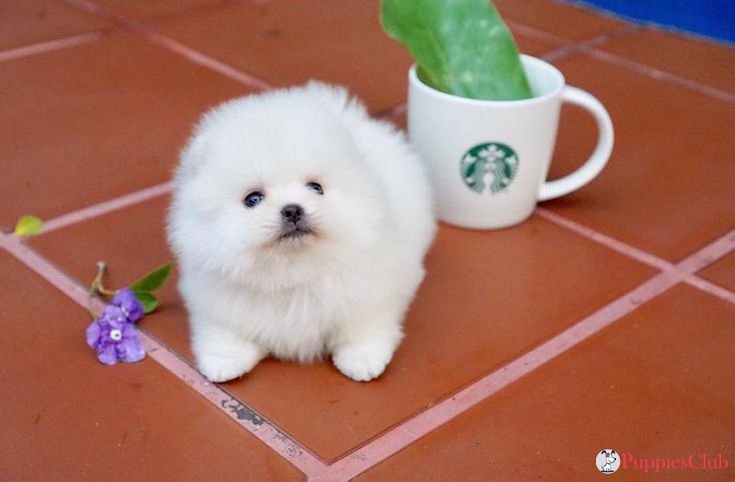 Teacup Pomeranian What S Good And Bad About Em Pomeranian Puppy Teacup Teacup Pomeranian Pomeranian Puppy