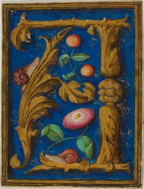 medieval illuminated manuscripts snails medieval illuminated manuscripts snails