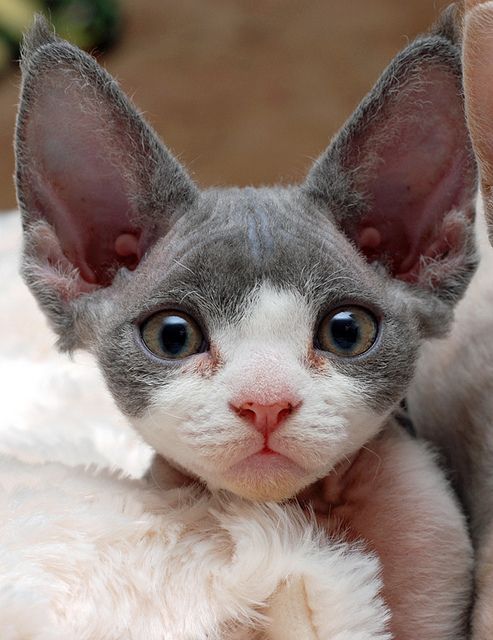 13 smartest cat breed in the world curiosity killed the colourful