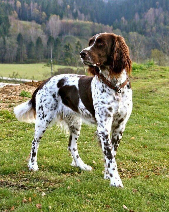 Best 25+ Pointer dog ideas on Pinterest | Pointer puppies ...