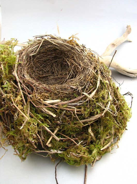 best 25 bird nests ideas on pinterest nests nest of best 25 bird nests ideas on pinterest nests nest of