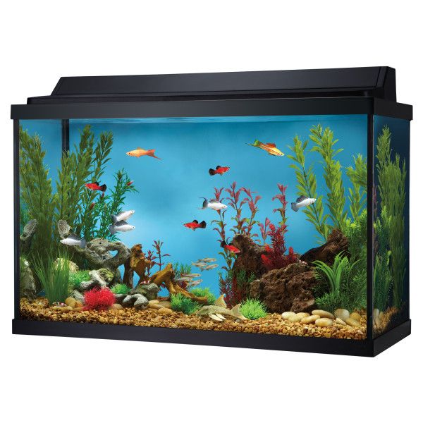 Top Fin 29 Gallon Hooded Aquarium Aquariums PetSmart Fish tank