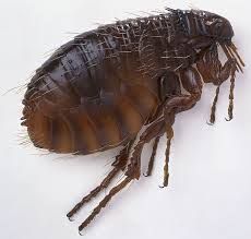 8 Best Hopping Insects Images On Pinterest Bugs Insects And New Small Jumping Bugs In Bathroom Inspiration Design 8 Best Hopping Insects Images On Pinterest Bugs Insects And Magnificent Small Jumping Bugs In Bathroom Design Inspiration