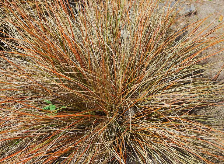 17 best Flourish Portfolio images on Pinterest Beauty, Vibrant - carex bronze reflection 17 best Flourish Portfolio images on Pinterest Beauty, Vibrant - carex bronze reflection