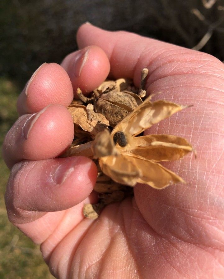 Gardening Know How Rose Of Sharon Pruning How And When To Prune Rose Of Sharon Peach Trees Pruning Raspberries Rhubarb Plants