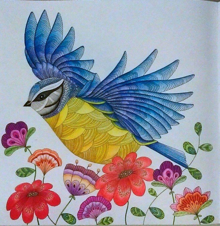 Animal Kingdom Colouring Book