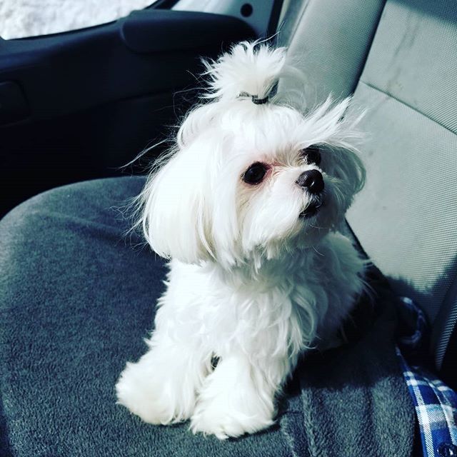 Yougottabekiddingme Luna Micromaltese Maltese Accessories