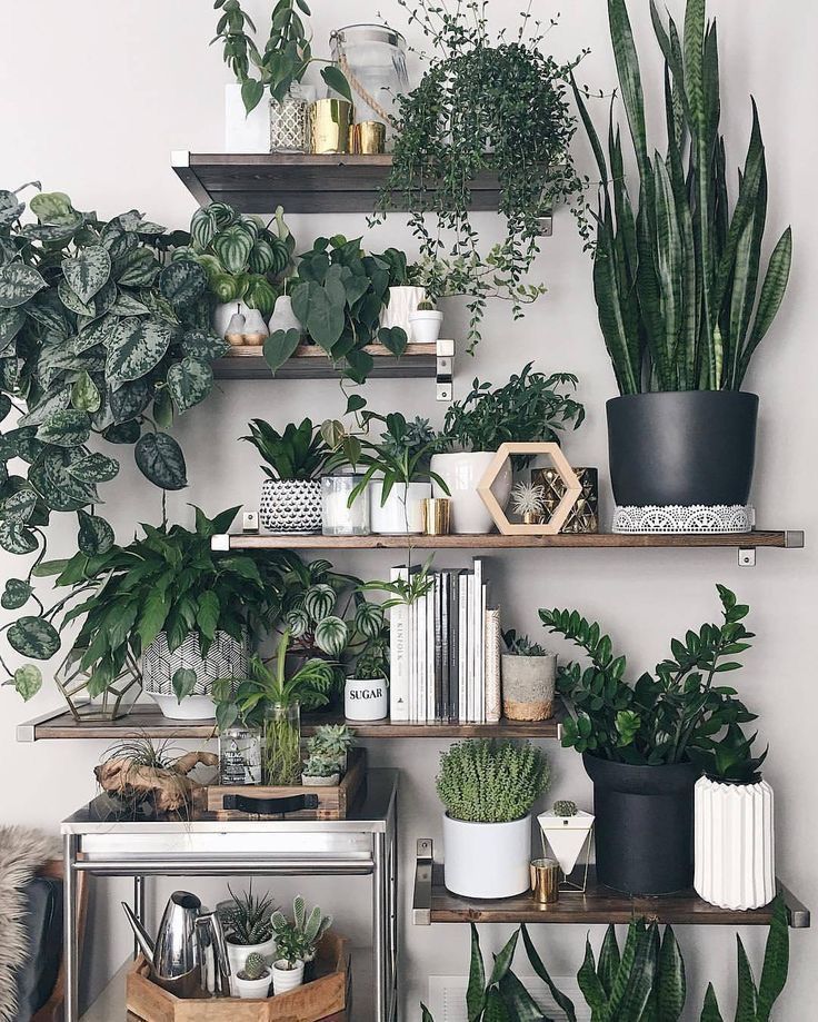 # grünpflanzenregal #zimmerpflanzen #pflanzenregal #urbanjungle #einrichtung # grünpflanzenregal #zimmerpflanzen #pflanzenregal #urbanjungle #einrichtung