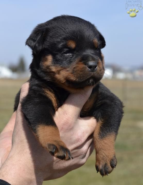 Pin By Marissa Wahba On Adorable Rottweiler Puppies Rottweiler