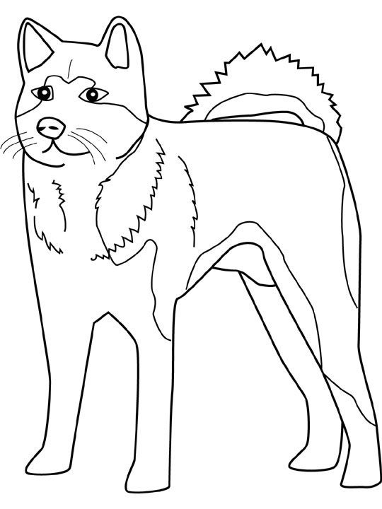 dog color pages printable husky coloring sheets