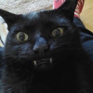 yoshi blackcat cat teeth fangs meow coemichaud love and light therapy