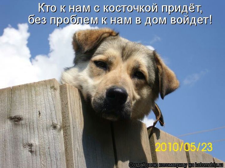 Кошки, картинка собаки с надписью теперь перезимуем а теплых будках