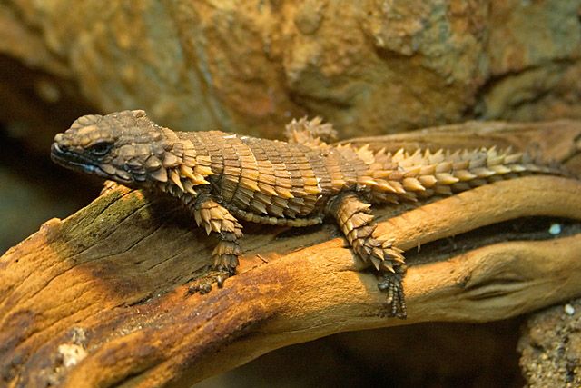 fall winter 2006 john wright reptiles amphibians dinosaur zoo
