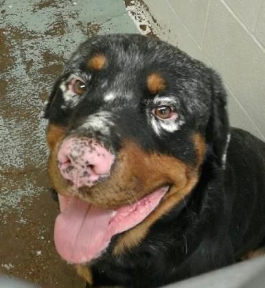 how much is a rottweiler worth top 25 best rottweiler mix ideas on rottweiler lab mixes lab mixes and how much is a rottweiler worth top 25 best rottweiler mix ideas on rottweiler lab mixes lab mixes and