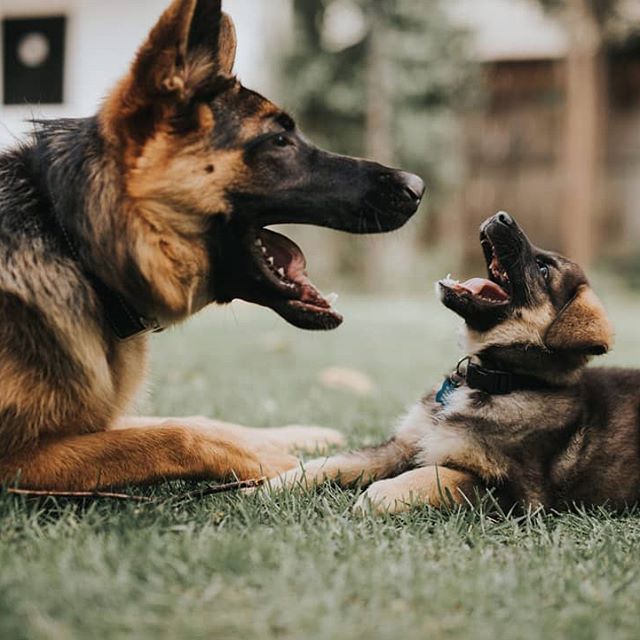 Gsd Wedding Dogs German Shepherd Dog Wedding Pups Wedding Dog