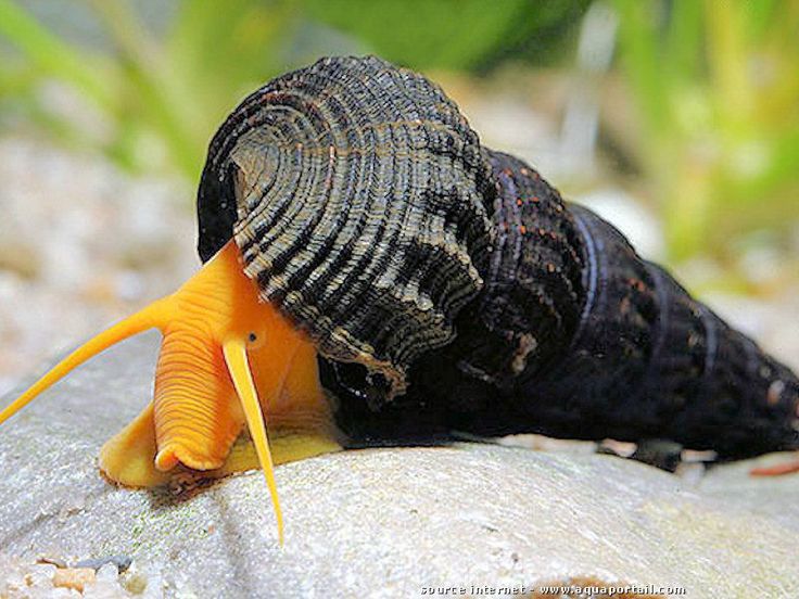 aquascape snail indonesia best 25 aquarium snails ideas on pinterest plant fish aquascape snail indonesia best 25 aquarium snails ideas on pinterest plant fish