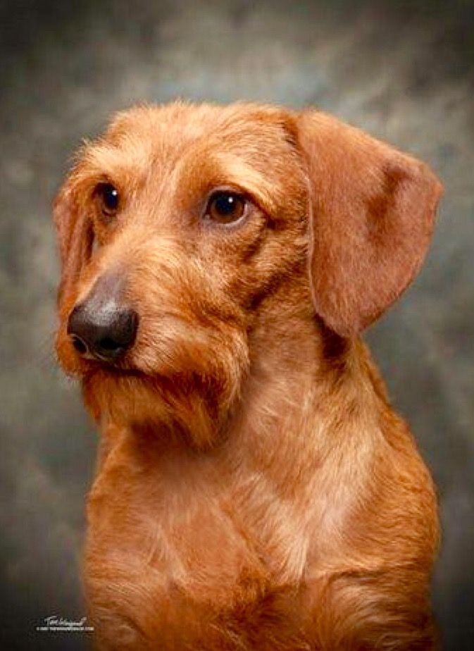 Pin By Beth Tanner On Dachshunds Wire Haired Dachshund