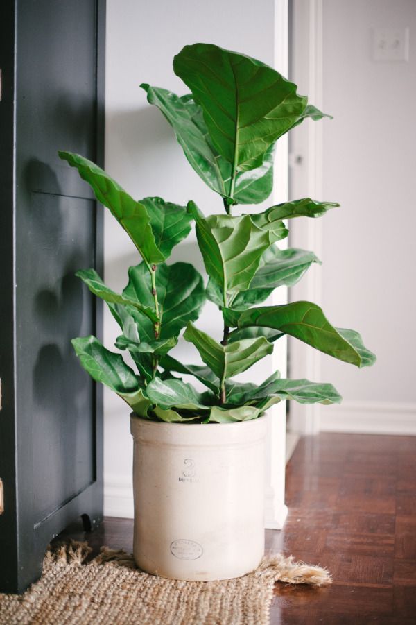 Tall House Plants Low Light best 20+ indoor house plants ideas on pinterest | low light Tall House Plants Low Light best 20+ indoor house plants ideas on pinterest | low light