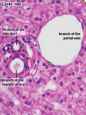 liver slide