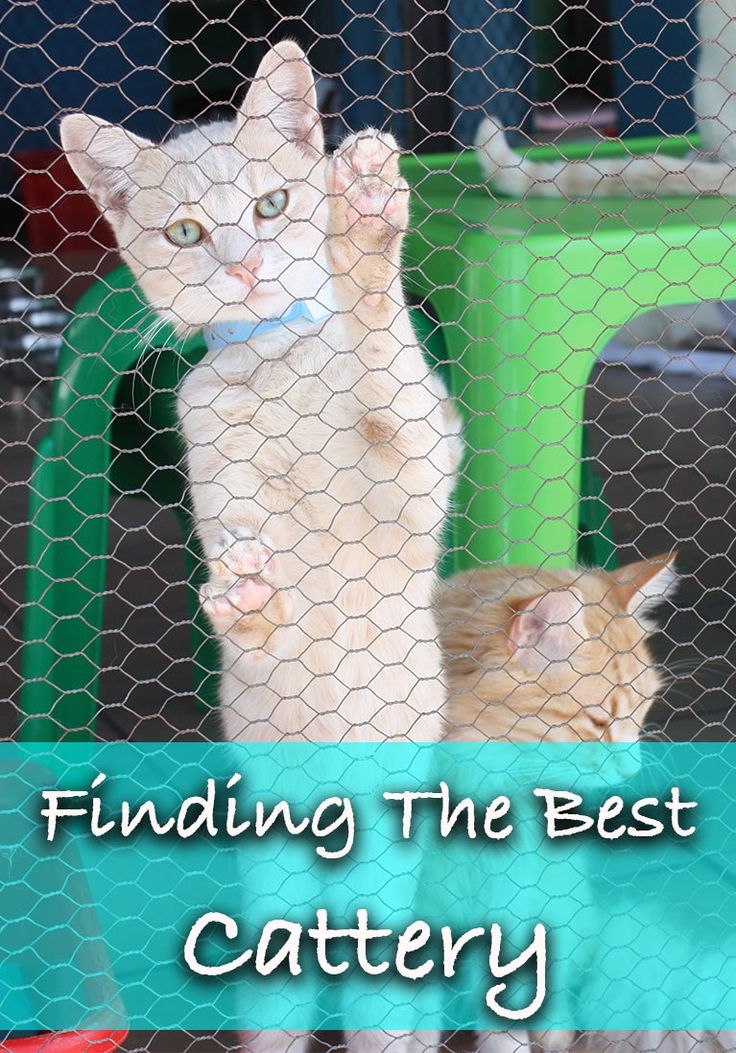 What Is A Cattery And How To Find The Best One Cattery Kitten Care what-is-a-cattery-and-how-to-find-the-best-one-cattery-kitten-care