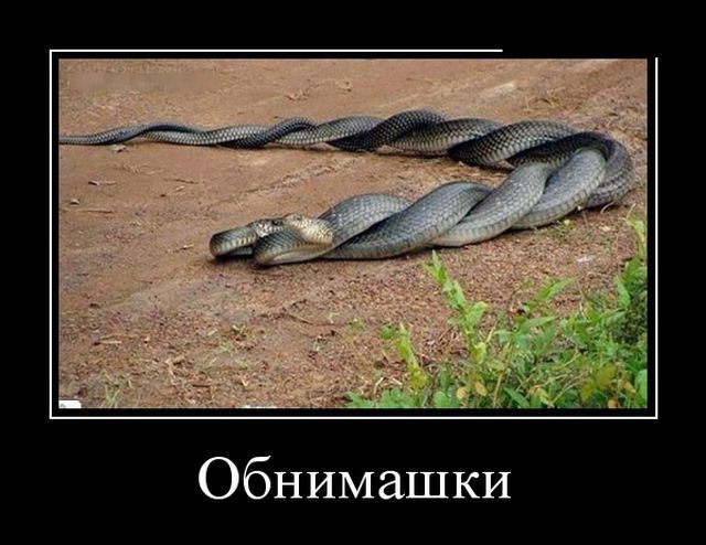 Фото Змеи Прикольные Фото Змеи Прикольные