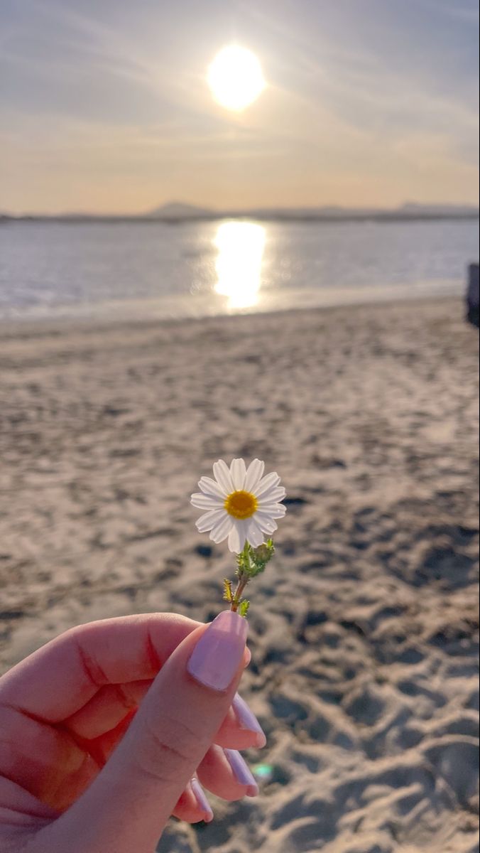 A Person Holding A Daisy In Their Hand On The Beach With The Sun Behind a-person-holding-a-daisy-in-their-hand-on-the-beach-with-the-sun-behind