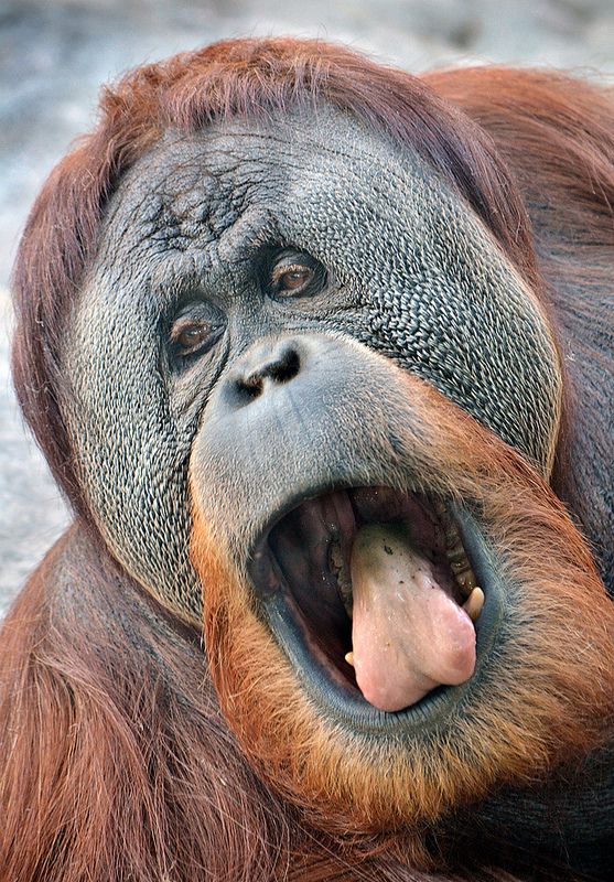 orangu-tongue | Animals wild, Orangutan, Primates