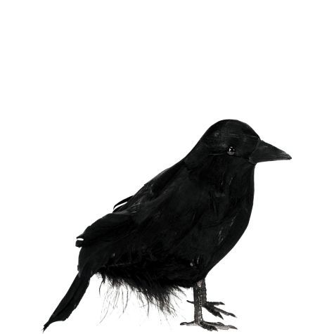 our small black raven features life like feathers and a plastic beak and claws add the small black raven to any halloween costume or halloween decorations - Raven Halloween Decorations our small black raven features life like feathers and a plastic beak and claws add the small black raven to any halloween costume or halloween decorations - Raven Halloween Decorations