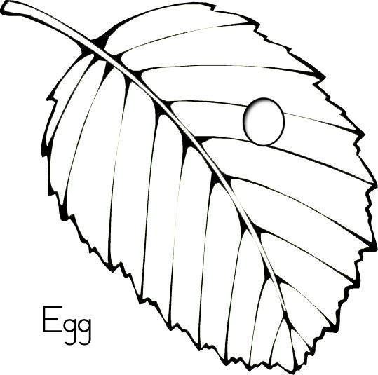 butterfly life cycle see more butterfly egg coloring page