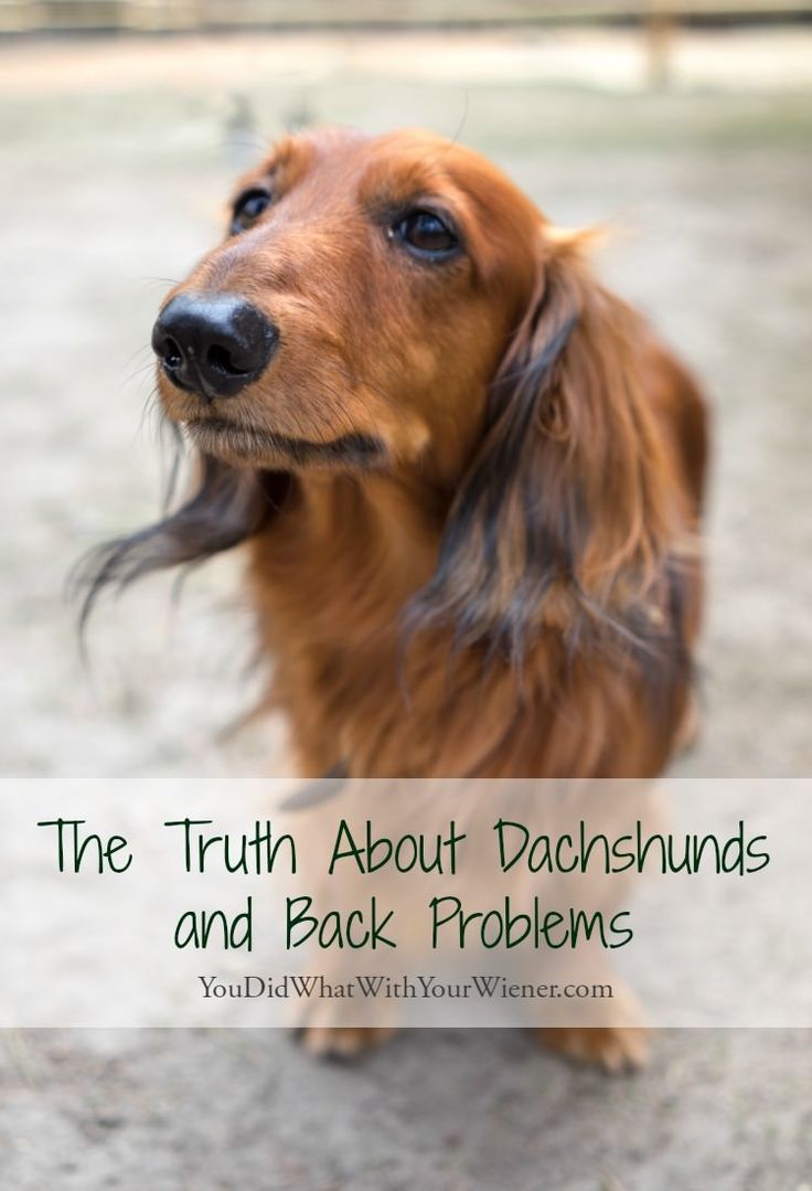 Every Dachshund Owner Must Know This The Majority Of Back Or Neck